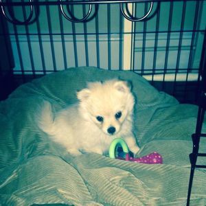 Meet your Posher, Cooper